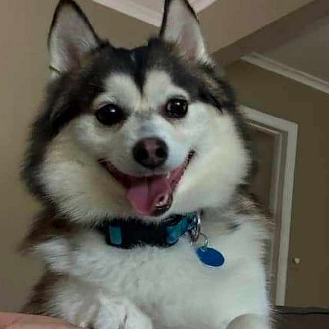 Shadow joined the competition — help win amazing prizes! animal, canine, closeup, collar, companion, cute, dog, domestic, ears, expression, face, fluffy, friendly, fur, happy, indoor, pet, smiling, tag, tongue_out