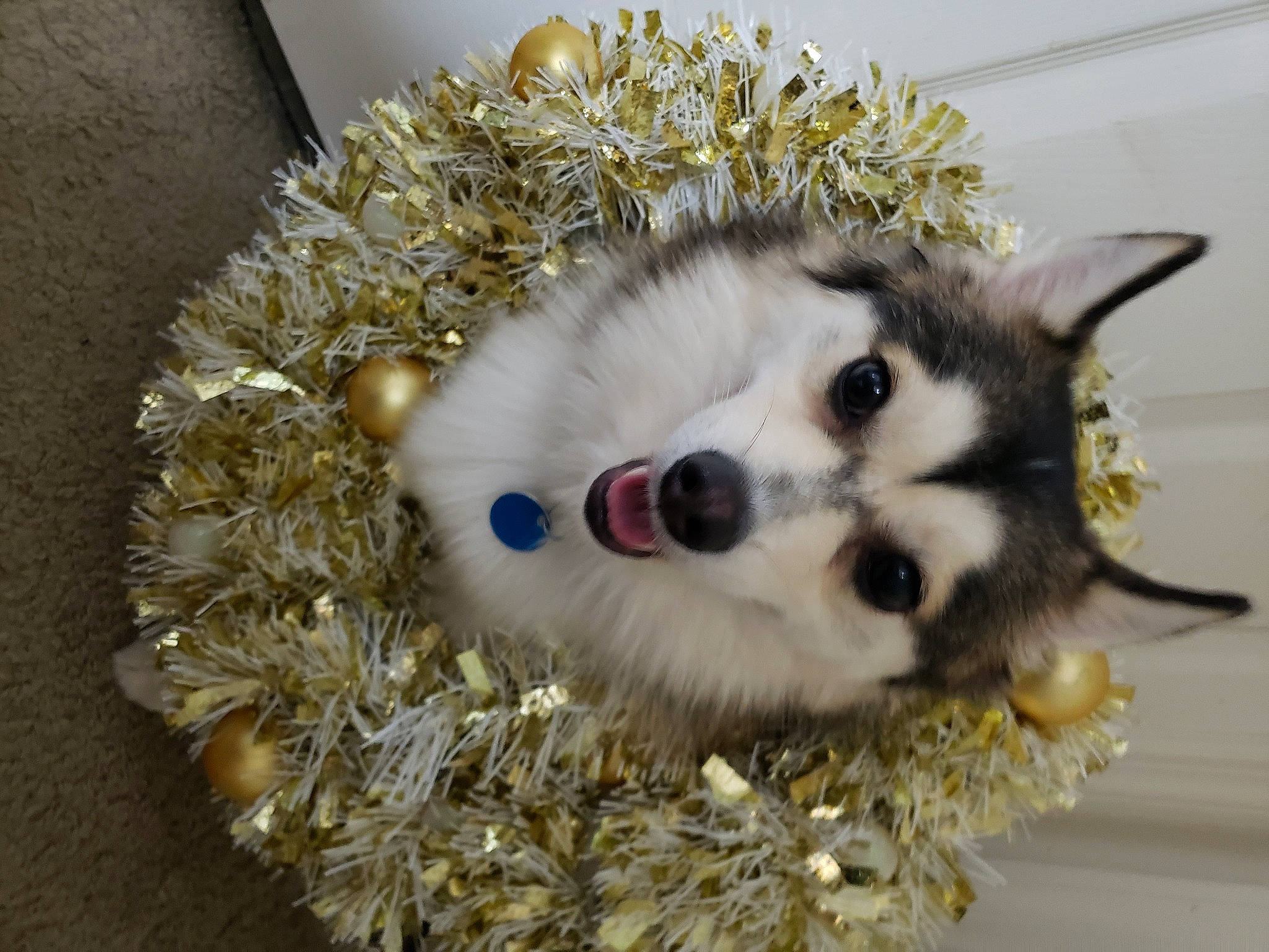 Shadow is registered to the contest to win money with this photo: ball, canidae, carnivore, cat, christmas, christmas_decoration, christmas_ornament, event, eyelash, fashion_accessory, fawn, felidae, fur, grass, head, ornament, small_to_medium_sized_cats, snout, twig, whiskers