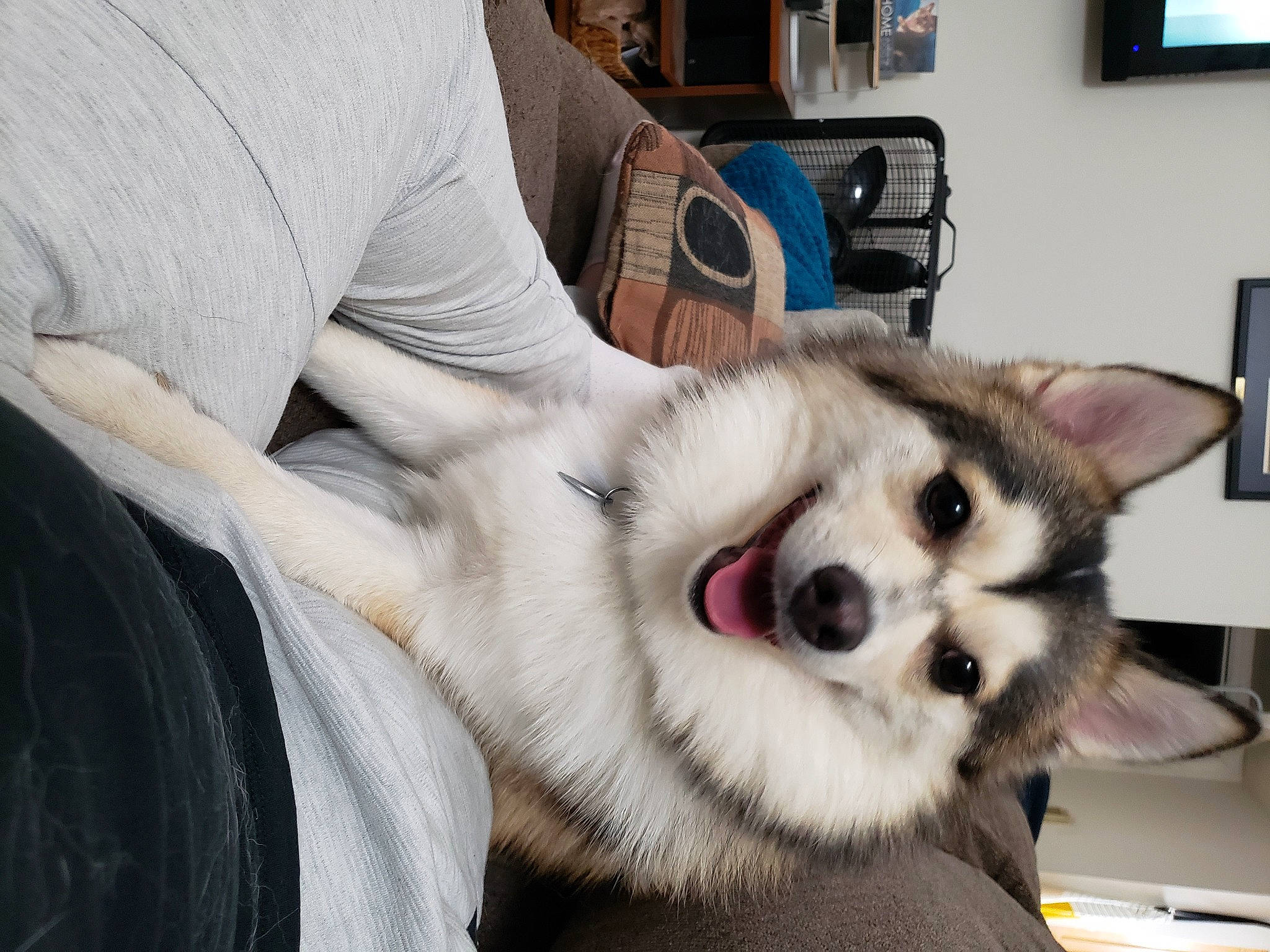 Shadow is registered to the contest to win money with this photo: canidae, carnivore, collar, comfort, companion_dog, dog, dog_breed, fawn, fur, home_appliance, jaw, picture_frame, siberian_husky, sled_dog, snout, sporting_group, television, terrestrial_animal, whiskers, working_animal