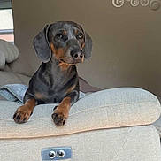 Vegas participe au concours pour gagner de l'argent avec cette photo : dog, dachshund, pet, indoor, couch, furniture, brown, black, tan, animal, canine, looking, curious, ears, snout, paws, home, cozy, resting, relaxed