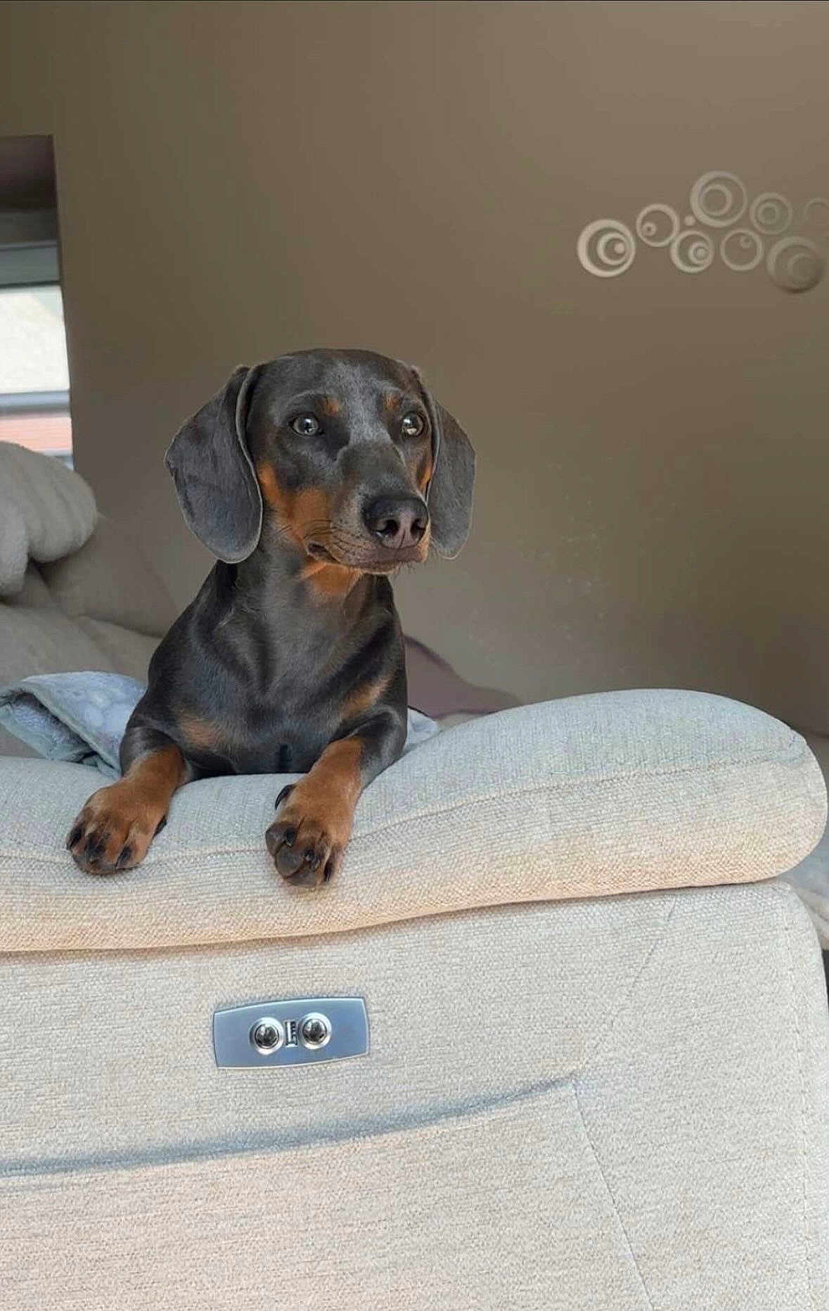 Vegas participe au concours pour gagner de l'argent avec cette photo : dog, dachshund, pet, indoor, couch, furniture, brown, black, tan, animal, canine, looking, curious, ears, snout, paws, home, cozy, resting, relaxed
