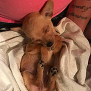 Ellie joined the competition — help win amazing prizes! puppy, sleeping, blanket, dog, cute, small, fur, paw, cozy, resting, pet, animal, young, indoor, human_arm, tattoo, pink_clothing, relaxation, snuggle, adorable