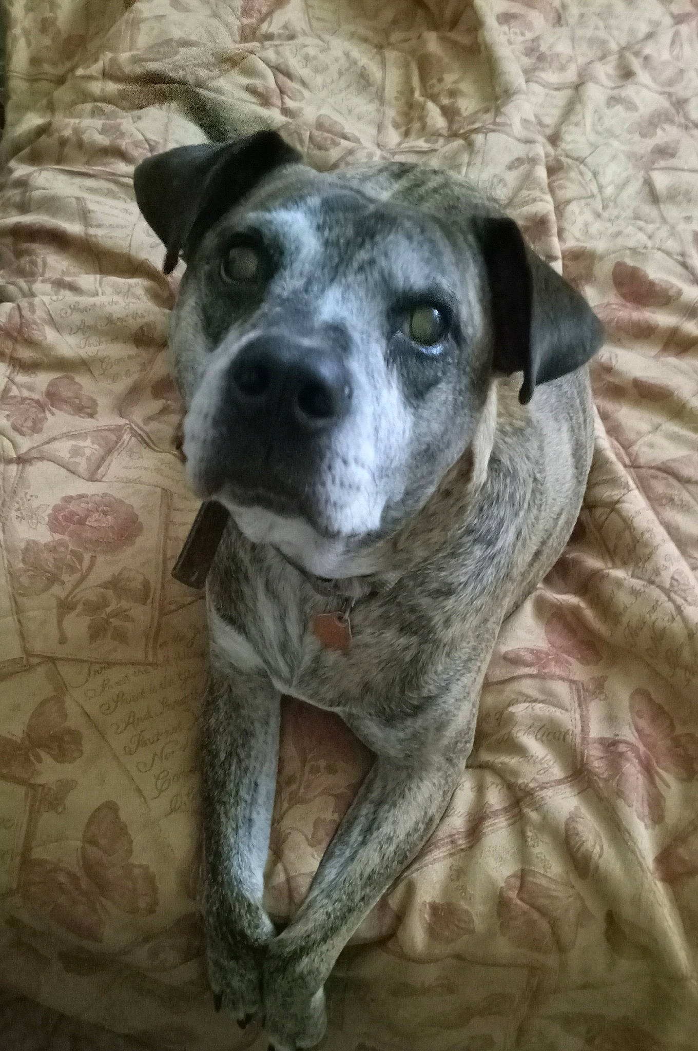 King is registered to the contest to win money with this photo: canidae, carnivore, companion_dog, dog, dog_breed, eye, fawn, grey, guard_dog, newspaper, non_sporting_group, snout, sporting_group, street_dog, whiskers, wood, working_animal, working_dog