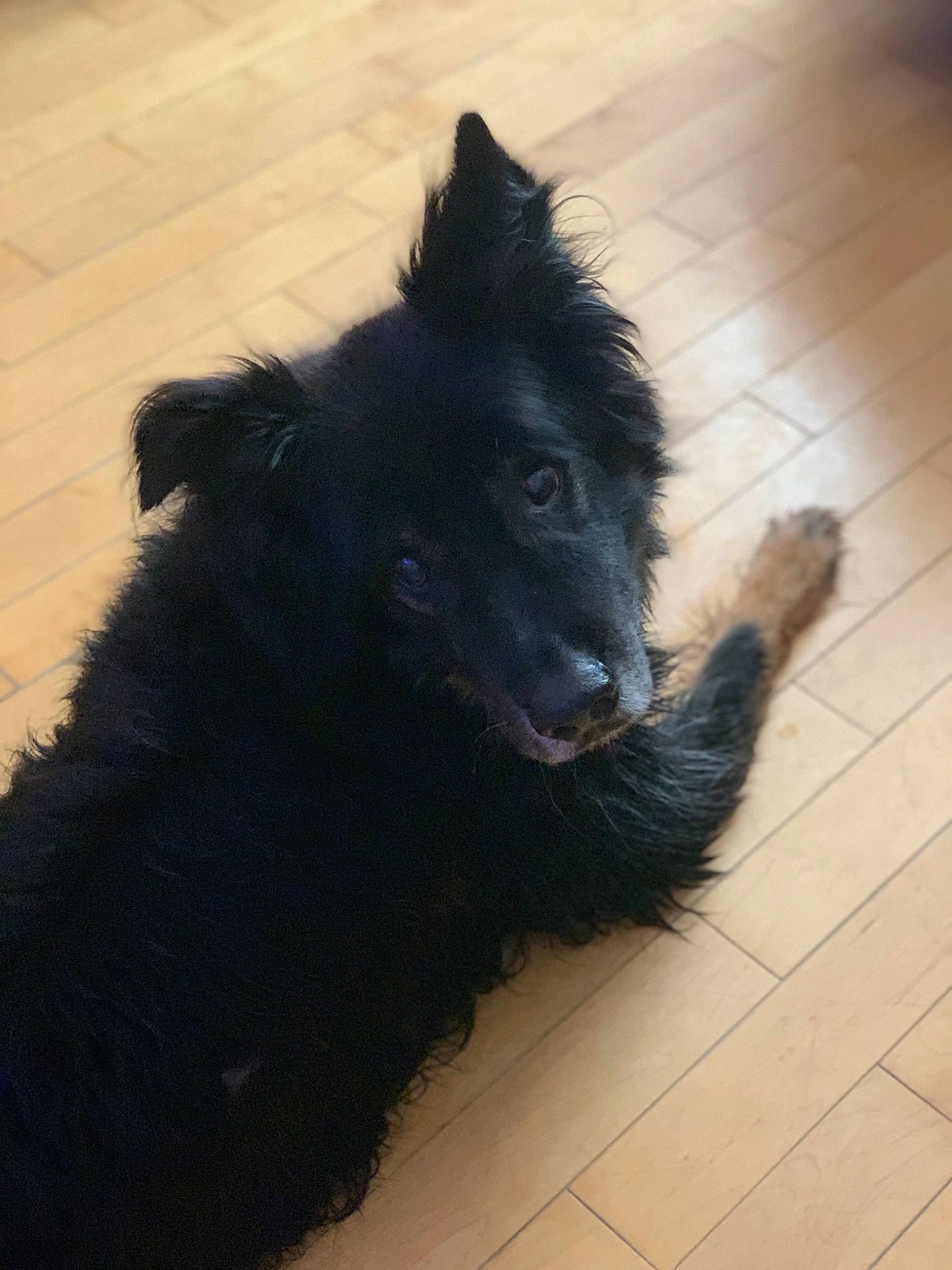 Kodi joined the competition — help win amazing prizes! belgian_shepherd, bohemian_shepherd, canidae, carnivore, croatian_sheepdog, dog, dog_breed, groenendael, mammal, mudi, schipperke, swedish_lapphund, vertebrate