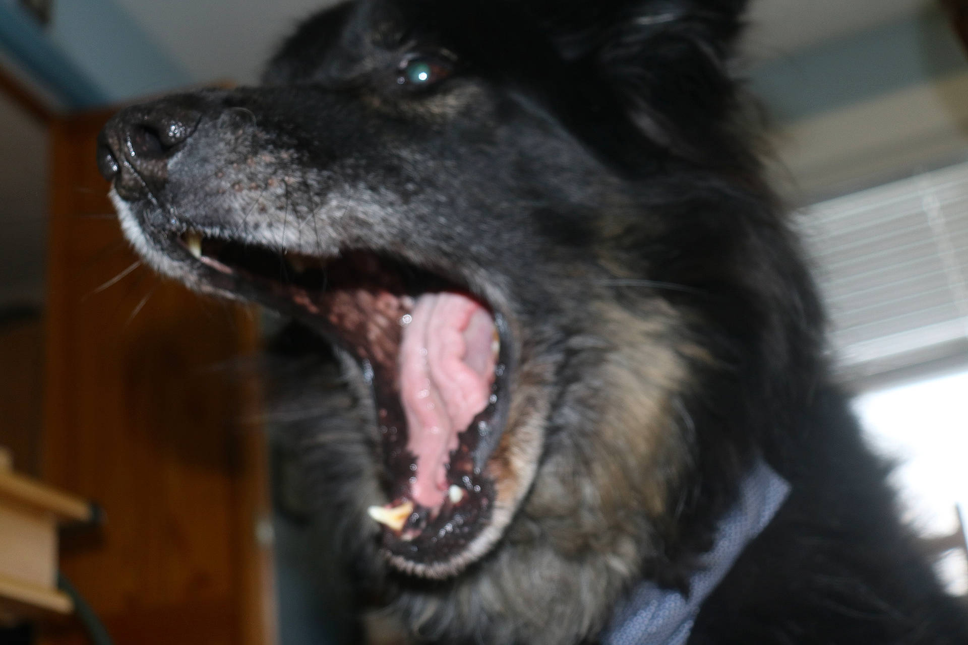 Kodi joined the competition — help win amazing prizes! black_norwegian_elkhound, canidae, carnivore, dog, dog_breed, facial_expression, fang, jaw, kai_ken, mammal, mouth, organ, schipperke, snout, sporting_group, tongue, tooth, vertebrate, whiskers, yawn