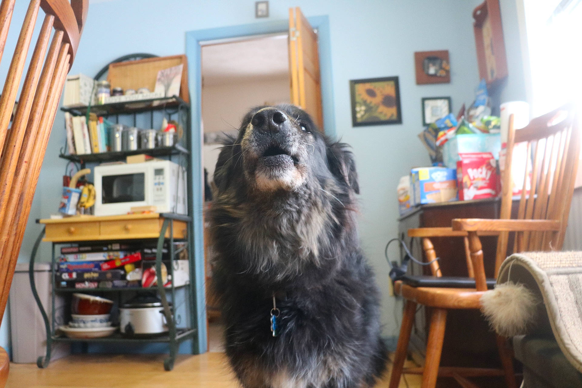 Kodi joined the competition — help win amazing prizes! canidae, carnivore, dog, dog_breed, mammal, sporting_group