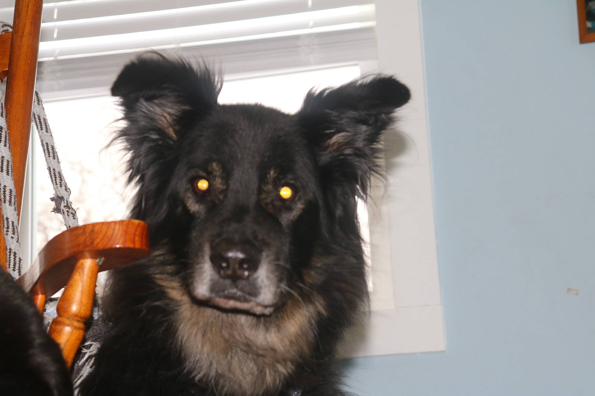 Kodi is registered to the contest to win money with this photo: bohemian_shepherd, canidae, carnivore, companion_dog, dog, dog_breed, hovawart, mammal, rare_breed_dog, small_greek_domestic_dog, snout, sporting_group, vertebrate