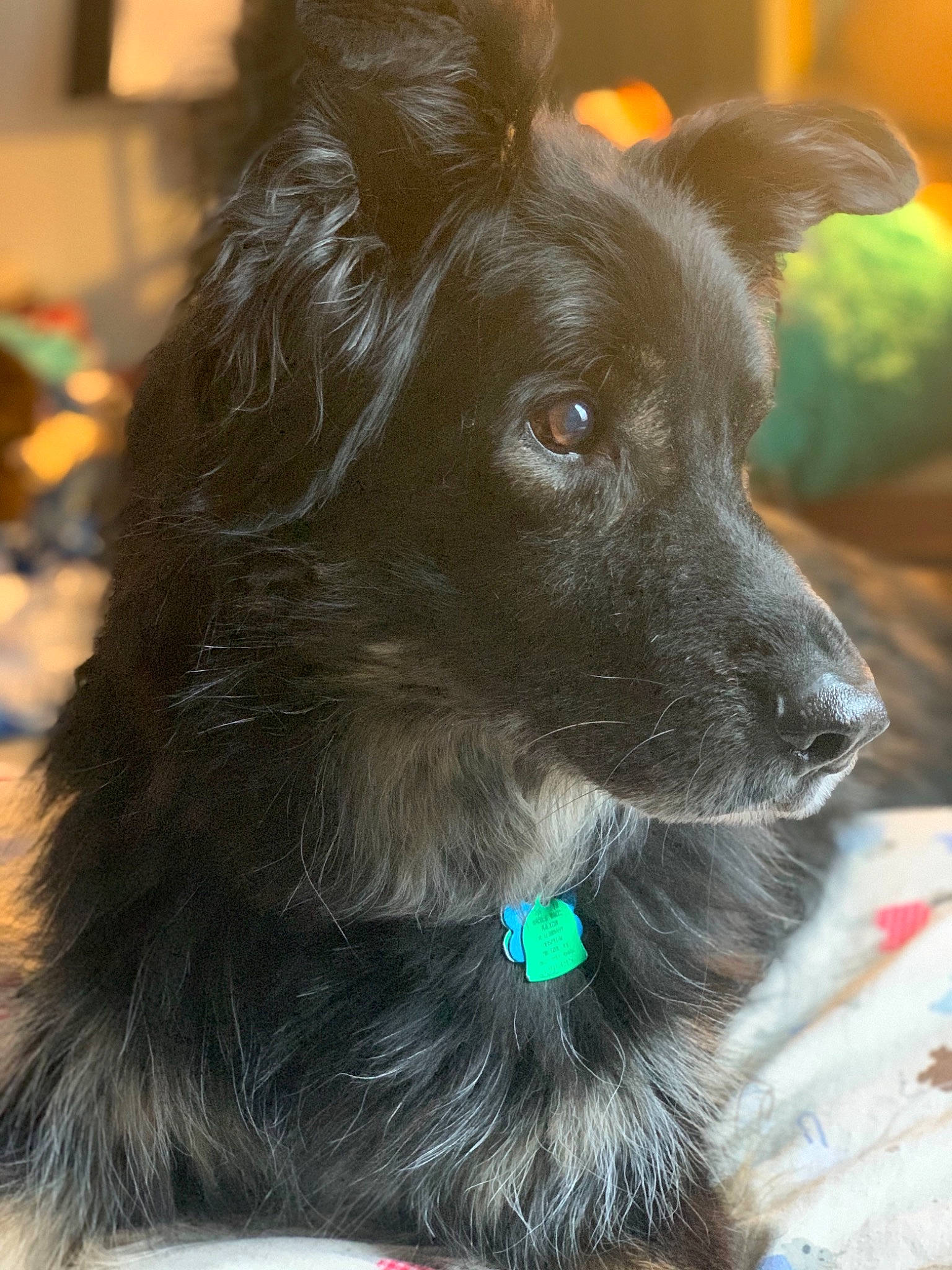 Kodi joined the competition — help win amazing prizes! canidae, carnivore, companion_dog, dog, dog_breed, dog_collar, ear, mammal, puppy, rare_breed_dog, schipperke, snout, terrier, whiskers
