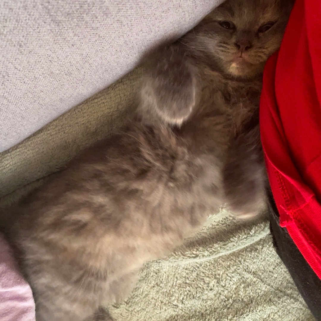 Zéna a rejoint le concours — aidez-le/la à gagner de superbes lots ! abyssinian, animal, bed, blanket, bodypart, cat, chair, couch, cushion, finger, furniture, hand, homedecor, kitten, linen, manx, person, pet, siamese, sleeping