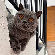 Edgar joined the competition — help win amazing prizes! cat, grey_cat, orange_eyes, pet, indoor, curious, feline, whiskers, close_up, texture, wall, railing, wood_floor, home, animal, cute, looking, portrait, playful, cozy