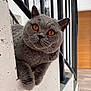 cat, grey_cat, orange_eyes, pet, indoor, curious, feline, whiskers, close_up, texture, wall, railing, wood_floor, home, animal, cute, looking, portrait, playful, cozy