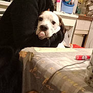 Stitch participe au concours pour gagner de l'argent avec cette photo : appliance, black_jacket, bottle, candid, counter, dog, face, indoor, kitchen, person, puppy, sink, table, tablecloth, tiled_wall, toy_in_mouth, utensil_holder, white_dog, window, woman