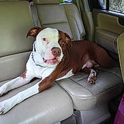 Weeman is registered to the contest to win money with this photo: backseat, brown_and_white, canine, car_interior, collar, daylight, dog, domestic_animal, four_legged, fur, indoors, leather_seat, lying_down, mammal, pet, relaxed, seat_belt, transportation, vehicle, window