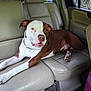 backseat, brown_and_white, canine, car_interior, collar, daylight, dog, domestic_animal, four_legged, fur, indoors, leather_seat, lying_down, mammal, pet, relaxed, seat_belt, transportation, vehicle, window