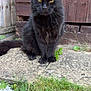Kitty joined the competition — help win amazing prizes! cat, black_cat, fluffy, yellow_eyes, sitting, garden, grass, stone_slab, wooden_shed, outdoor, pet, animal, feline, nature, calm, fur, whiskers, ears, tail, daylight