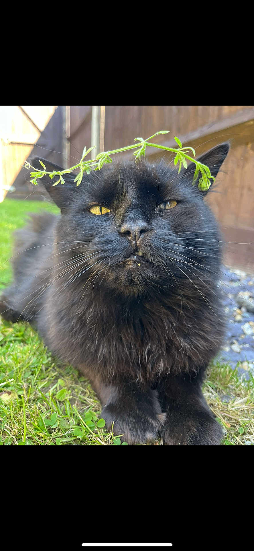 Kitty