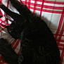 Kitty joined the competition — help win amazing prizes! cat, black_cat, feline, pet, animal, sleeping, stretching, fur, whiskers, paw, tail, blanket, red, white, plaid, cozy, indoor, resting, cute, relaxation