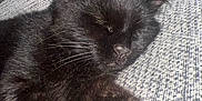 Kitty joined the competition — help win amazing prizes! black_cat, cat, sleeping, nap, fur, whiskers, pet, domestic_animal, cozy, relaxation, couch, furniture, indoor, close_up, animal, mammal, resting, soft, cute, companion