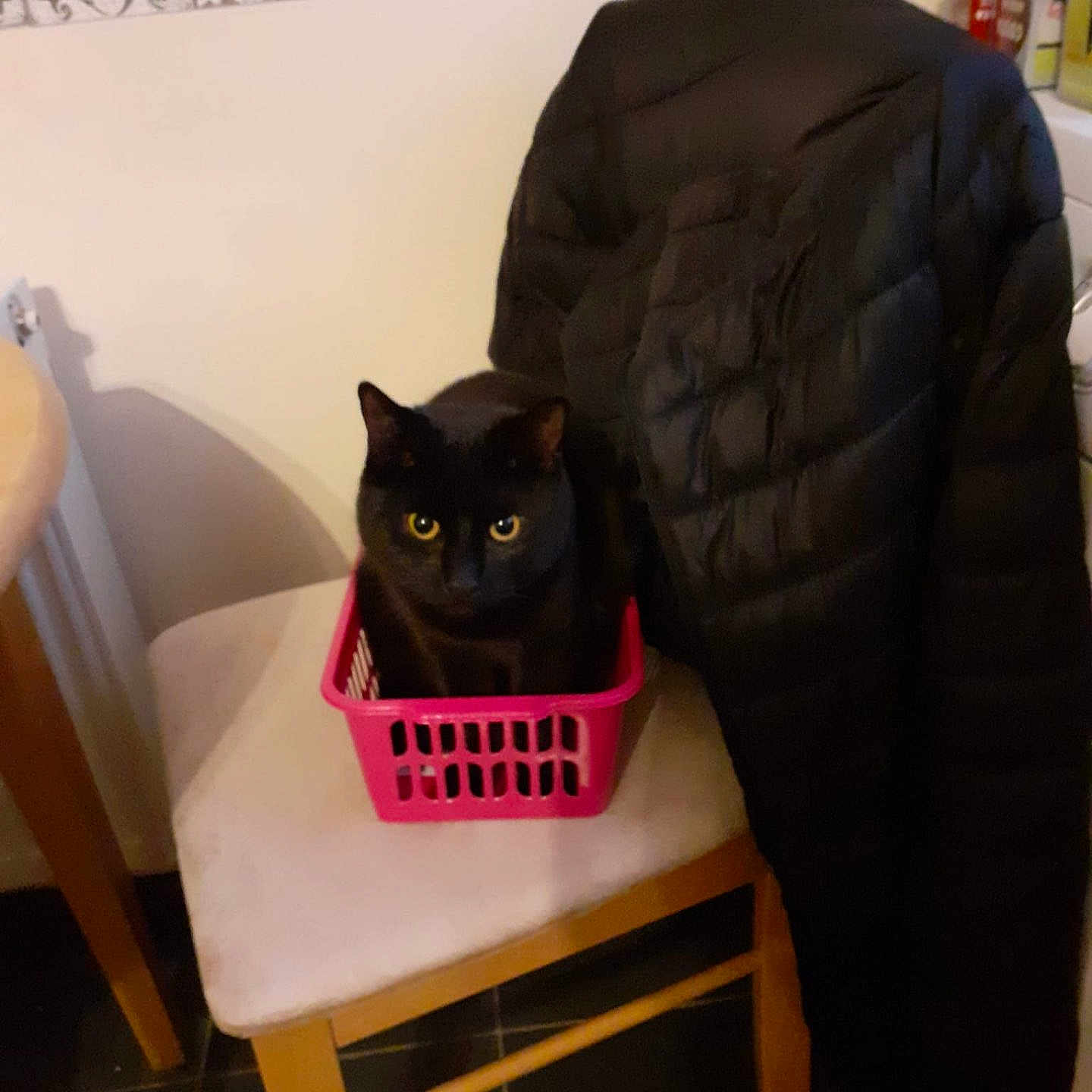 Shadow joined the competition — help win amazing prizes! animal, black_cat, black_fur, black_jacket, cat, chair, cozy, curious, domestic, furniture, household, indoor, kitchen, looking, pet, pink_basket, seated, small_basket, tile_wall, wooden_chair