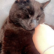 Shadow is registered to the contest to win money with this photo: black_cat, cat, pet, sleeping, hand, fur, cozy, blanket, domestic_animal, animal, close_up, resting, cute, whiskers, ear, feline, soft, companion, indoor, relaxation