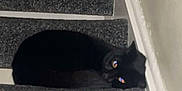 Shadow is registered to the contest to win money with this photo: animal, black_cat, carpet, cat, cozy, curled_up, cute, dark, eyes, feline, home, indoor, pet, quiet, relaxed, resting, shadow, stairs, step, wall