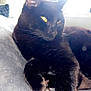 Shadow joined the competition — help win amazing prizes! cat, black_cat, pet, animal, feline, whiskers, paw, fur, relaxed, indoor, closeup, stretching, yellow_eyes, soft_surface, backlight, cozy, resting, domestic_cat, cute, sleepy
