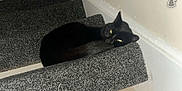 Shadow is registered to the contest to win money with this photo: black_cat, cat, stairs, carpet, indoor, pet, animal, sleeping, resting, feline, eyes, quiet, home, cozy, dark, curled_up, relaxed, cute, domestic, quiet_moment