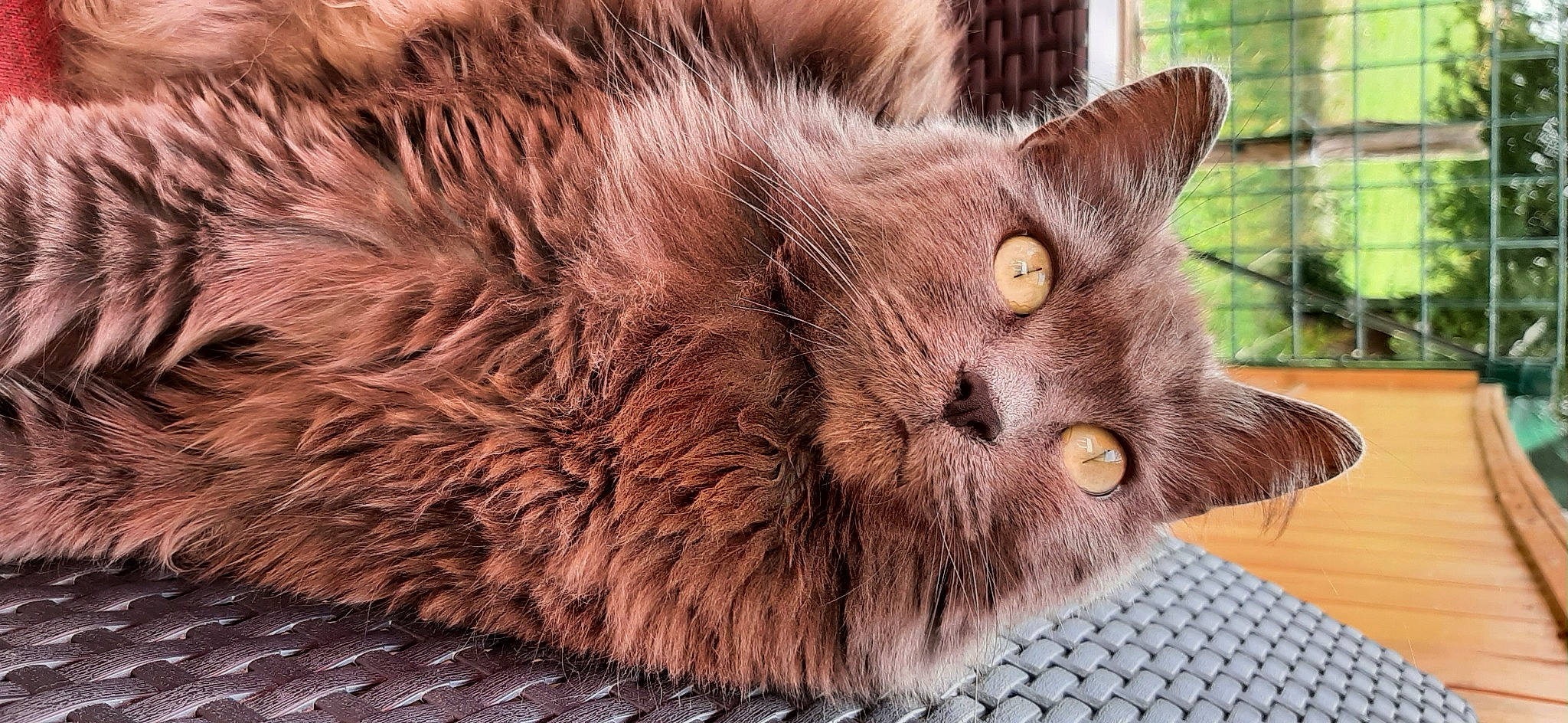 Luna a rejoint le concours — aidez-le/la à gagner de superbes lots ! black_cat, carnivore, cat, chartreux, claw, close_up, domestic_short_haired_cat, fawn, felidae, fur, liver, paw, small_to_medium_sized_cats, tail, terrestrial_animal, vegetable, whiskers