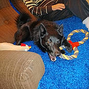 Mango a rejoint le concours — aidez-le/la à gagner de superbes lots ! australian_kelpie, canidae, carnivore, dog, dog_breed, mammal, schipperke, sporting_group