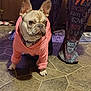 dog, french_bulldog, pink_hoodie, pet_clothing, floor, tiled_floor, person, pajama_pants, indoor, brown_cabinet, paw, ears, pet, animal, cute, alert, standing, casual, home, companion