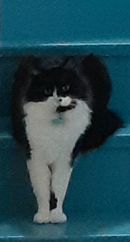 Iloo participe au concours pour gagner de l'argent avec cette photo : canidae, carnivore, cat, dog_breed, felidae, fur, small_to_medium_sized_cats, snout, sporting_group, tail, terrestrial_animal, whiskers, window