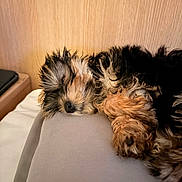 Blue participe au concours pour gagner de l'argent avec cette photo : puppy, dog, sleeping, fur, cozy, bed, resting, animal, cute, pet, closeup, indoors, warm, wooden_background, soft_surface, curled_up, relaxed, adorable, fluffy, napping