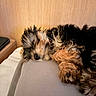 puppy, dog, sleeping, fur, cozy, bed, resting, animal, cute, pet, closeup, indoors, warm, wooden_background, soft_surface, curled_up, relaxed, adorable, fluffy, napping