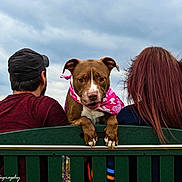 Shiro is registered to the contest to win money with this photo: dog, bench, person, outdoor, cloudy_sky, pink_bandana, brown_dog, green_bench, people_back, casual_clothing, nature, fall_season, leisure, pet, animal, companionship, scenic_view, hairstyle, cap, portrait