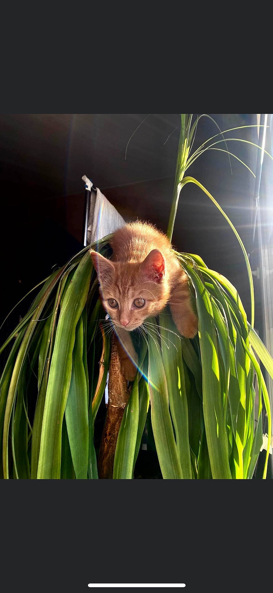 Akira participe au concours pour gagner de l'argent avec cette photo : bat, carnivore, cat, fawn, felidae, flowerpot, fur, grass, head, houseplant, human_body, iris, plant, possum, small_to_medium_sized_cats, snout, terrestrial_animal, terrestrial_plant, vertebrate, whiskers