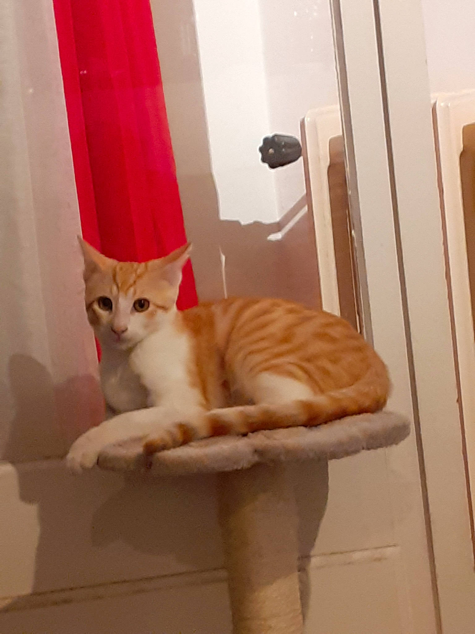 Pagaille a rejoint le concours — aidez-le/la à gagner de superbes lots ! carnivore, cat, domestic_short_haired_cat, european_shorthair, fawn, felidae, fur, interior_design, kitten, paw, polydactyl_cat, room, small_to_medium_sized_cats, tail, toilet, whiskers