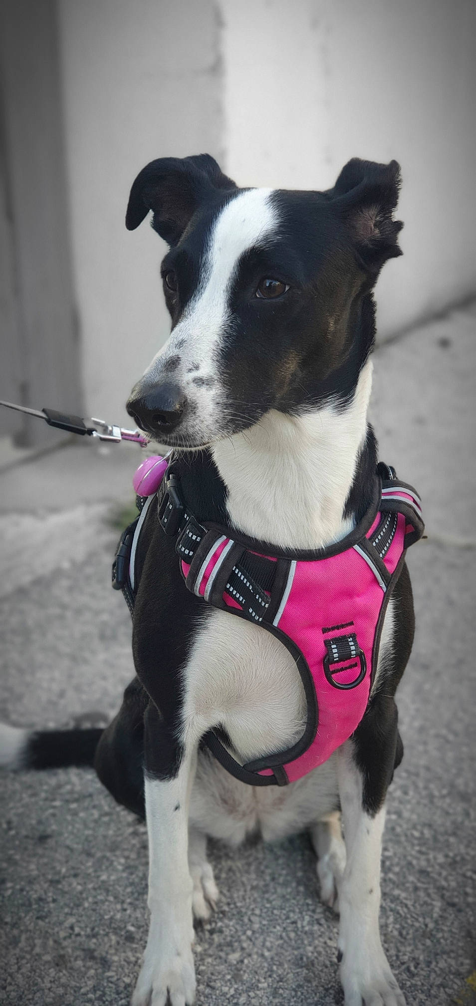 Pearl participe au concours pour gagner de l'argent avec cette photo : bicycle_handlebar, canidae, carnivore, collar, companion_dog, dog, dog_breed, dog_clothes, dog_collar, dog_supply, eyewear, fashion_accessory, leash, pet_supply, plant, rampur_greyhound, snout, sporting_group, whiskers, working_animal