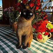Figgy is registered to the contest to win money with this photo: cat, siamese_cat, table, checkered_tablecloth, flowers, bouquet, vase, window, sunlight, indoor, pet, animal, plant, green, red, yellow, orange, feline, domestic_cat, sitting