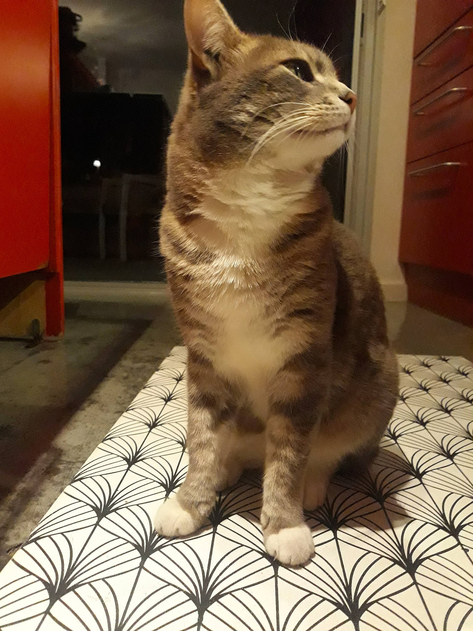 Grisous participe au concours pour gagner de l'argent avec cette photo : aegean_cat, american_shorthair, american_wirehair, asian, australian_mist, california_spangled, carnivore, cat, domestic_short_haired_cat, dragon_li, european_shorthair, eye, felidae, mammal, small_to_medium_sized_cats, snout, sokoke, tabby_cat, vertebrate, whiskers