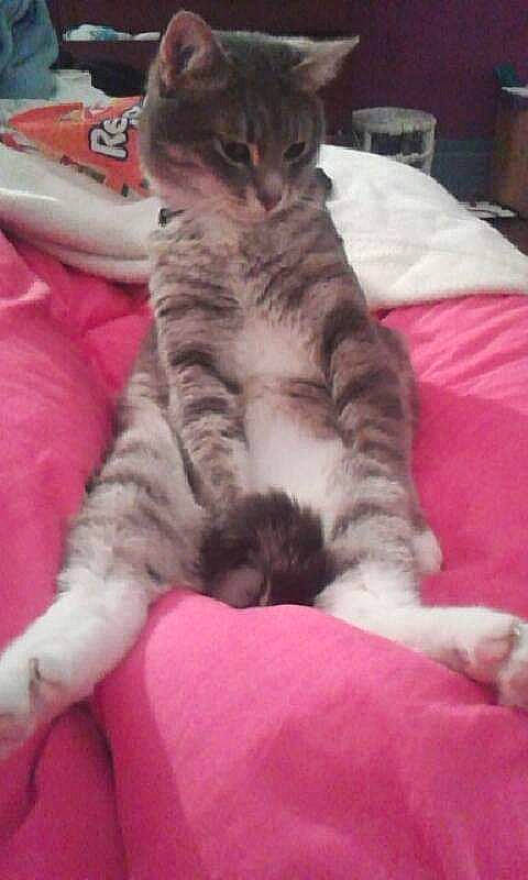 Grisous participe au concours pour gagner de l'argent avec cette photo : american_shorthair, asian, california_spangled, carnivore, cat, domestic_short_haired_cat, dragon_li, european_shorthair, felidae, kitten, mammal, norwegian_forest_cat, oriental_longhair, small_to_medium_sized_cats, tabby_cat, vertebrate, whiskers