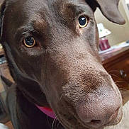 Callie joined the competition — help win amazing prizes!