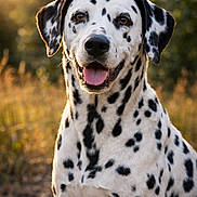 Pluto a rejoint le concours — aidez-le/la à gagner de superbes lots ! dalmatian, dog, animal, pet, outdoor, sunlight, nature, happy, tongue_out, spotty, fur, canine, portrait, grass, field, summer, warm_light, ears, sitting, closeup