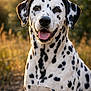 dalmatian, dog, animal, pet, outdoor, sunlight, nature, happy, tongue_out, spotty, fur, canine, portrait, grass, field, summer, warm_light, ears, sitting, closeup