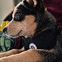 Rex is registered to the contest to win money with this photo: puppy, dog, pet, close_up, side_profile, black_harness, paw_print, fur, ears, paws, resting, indoors, cozy, animal, cute, young, looking_away, soft_texture, portrait, muzzle