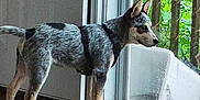 Rex is registered to the contest to win money with this photo: dog, indoor, glass_door, wooden_floor, harness, curious, standing, pet, window, greenery, deck, leash, side_view, alert, young_dog, domestic_animal, natural_light, household, floor, closeup