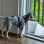 dog, indoor, glass_door, wooden_floor, harness, curious, standing, pet, window, greenery, deck, leash, side_view, alert, young_dog, domestic_animal, natural_light, household, floor, closeup