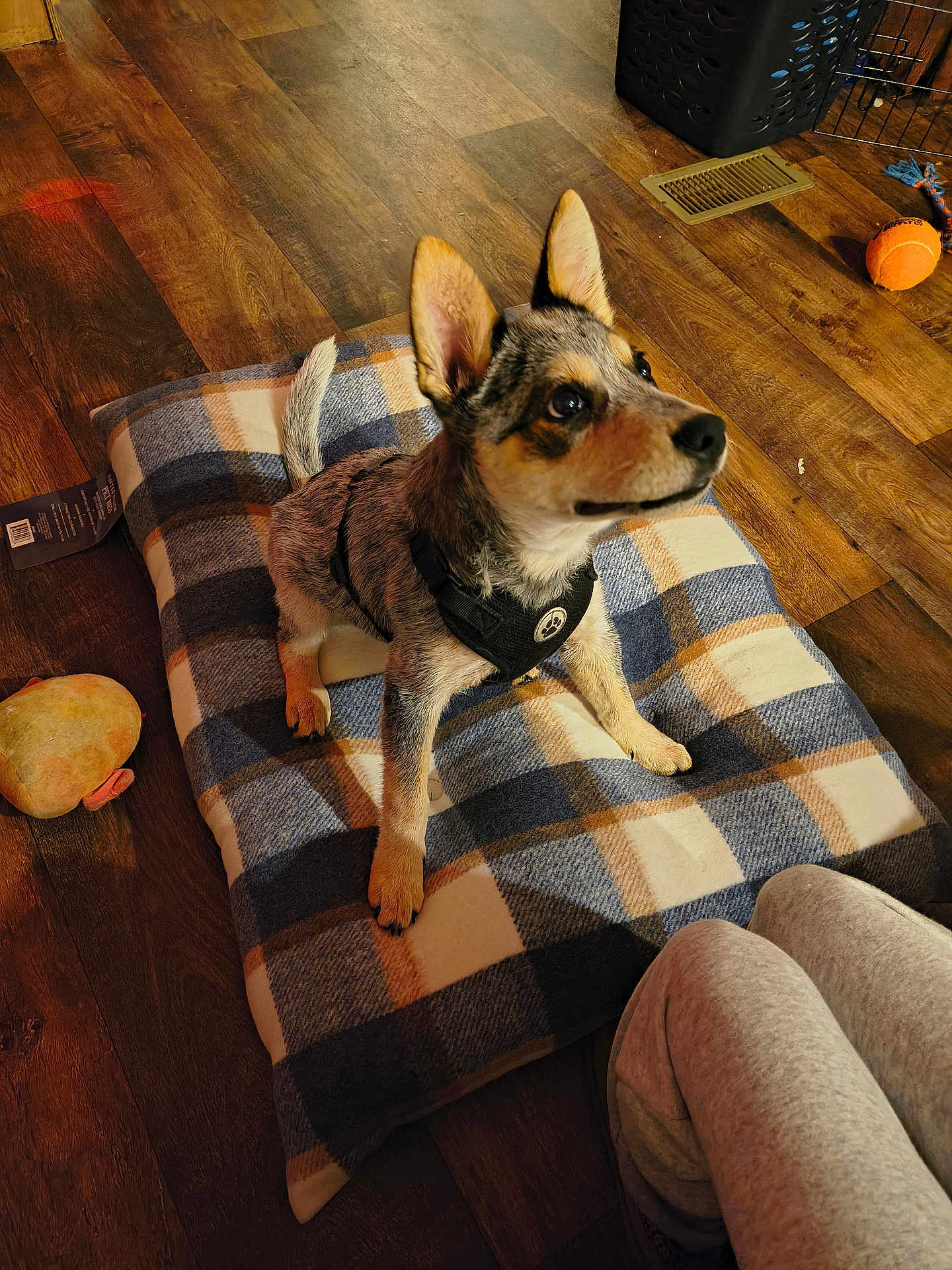 Rex