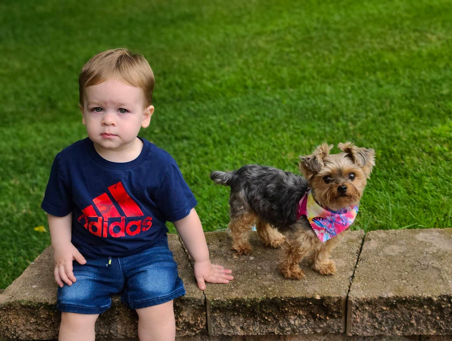 Broden is registered to the contest to win money with this photo: carnivore, child, companion_dog, dog, dog_breed, fawn, fun, grass, happy, jean_short, leash, mammal, person, plant, shorts, sporting_group, t_shirt, toddler, toy_dog, vertebrate