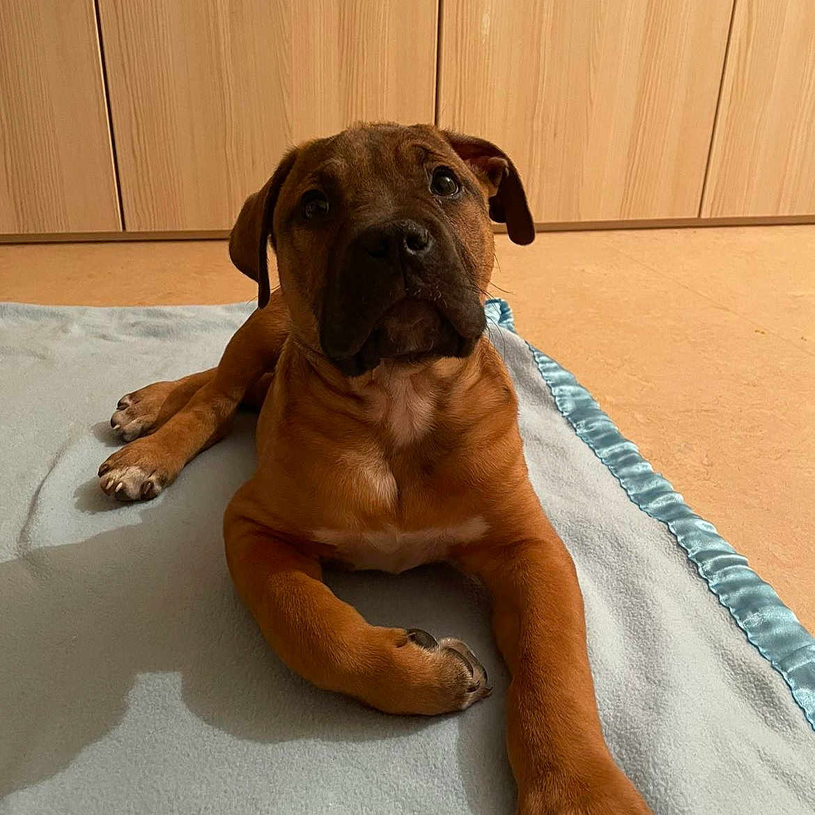 Chico