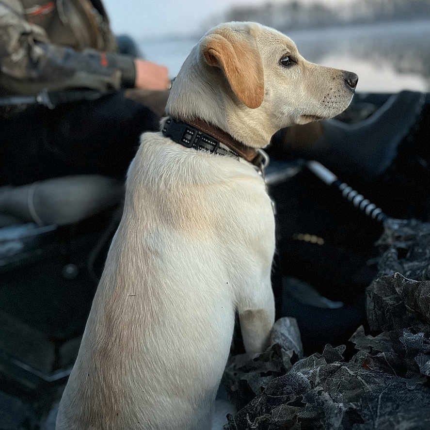 Remi joined the competition — help win amazing prizes! adult, animal, beagle, bodypart, canine, dog, finger, goldenretriever, hand, hound, labradorretriever, leash, male, man, person, pet, photography, pointer, puppy, rock